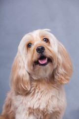 Mixed Cocker Spaniel