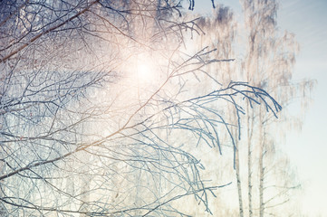 Hoarfrost on the trees in winter forest.
