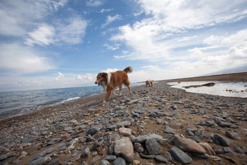 Scotland shepherd dog