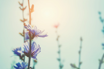 Naklejka na ściany i meble Wild flowers in a field at sunset.