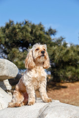 Mixed Cocker Spaniel