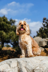 Mixed Cocker Spaniel