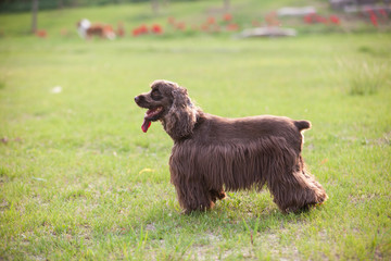 American Cocker Spaniel