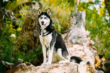 Naklejka na ściany i meble Young Husky Dog Sitting On Trunk Of A Fallen Tree. Summer