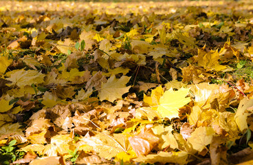 fallen leaves of trees close-up 