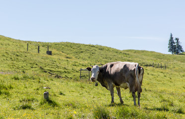 Funny cow in the mountains of northern Romania