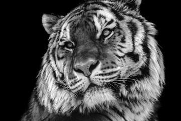 Gros plan de visage de tigre noir et blanc contrasté
