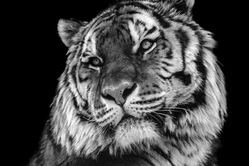 Papier Peint photo Autocollant Tigre Gros plan de visage de tigre noir et blanc contrasté