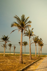 Fototapeta na wymiar Palms against blue sky on a beach