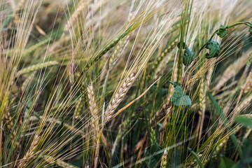 wheat ripening in the field
