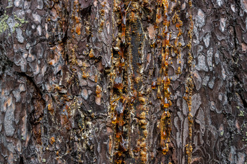 drops of amber pitch flow down on pine bark
