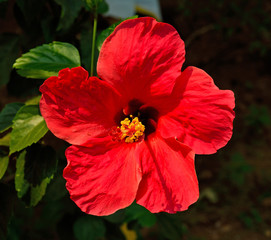 a red hibiscus flower