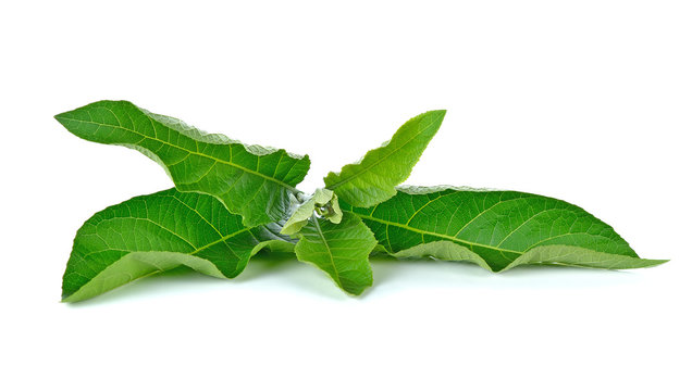 Adhatoda vasica or medicinal Basak leaf isolated on white