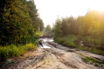 Obraz premium beautiful sunset in the woods