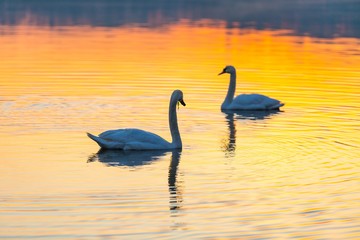 Swan swimming in lake in morning light