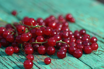 scattering of red currants