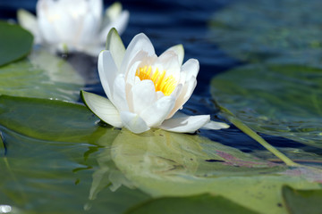 white water lily
