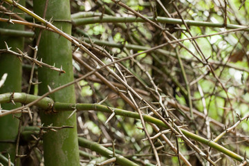 Bamboo spine, Close up to Texture of Bamboo spine showing sharp thorn in the wood