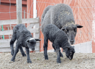 Naklejka premium Two beautiful black lamb and the mother sheep