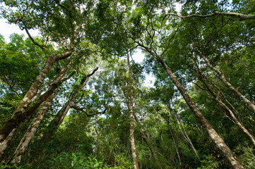 tropical rainforest,Khao Yai National Park Thailand (The World H