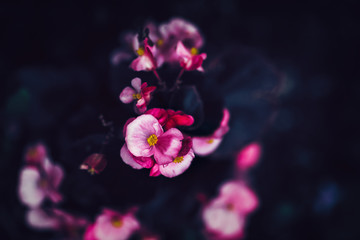 Fototapeta na wymiar Beautiful fairy dreamy magic pink purple flowers on faded blurry background, toned with instagram filters in retro vintage style with film effect, soft selective focus, copyspace for text