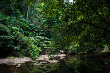 Fototapeta na wymiar tropical rainforest,Khao Yai National Park Thailand (The World H