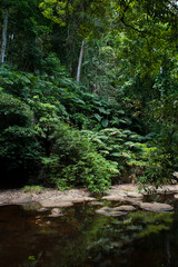 Fototapeta na wymiar tropical rainforest,Khao Yai National Park Thailand (The World H