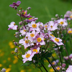 Anemone hupehensis var. japonica