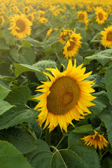 Fototapeta premium Field of sunflowers