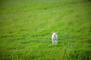  sheep eats green grass at farm