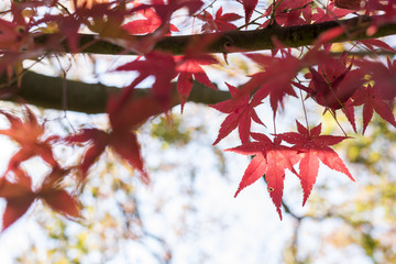 イロハカエデの紅葉