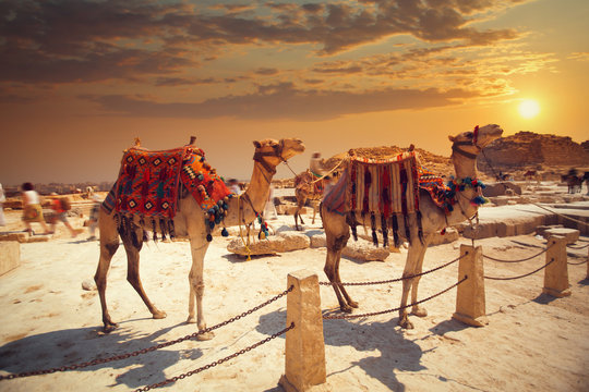 Camel Near Of Great Pyramid In Egypt