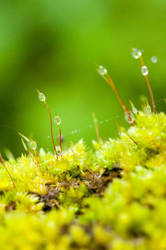 Lichen dampness, green fresh and moist of various lichen growing in rain forest humidity of Thailand nature