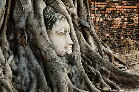 Head of Buddha Statue with the Tree Roots at Wat Mahathat, histo