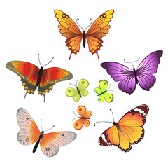 Vector butterfly set on white background