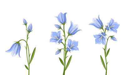 Fototapeta na wymiar Vector set of blue bluebell flowers isolated on a white background.