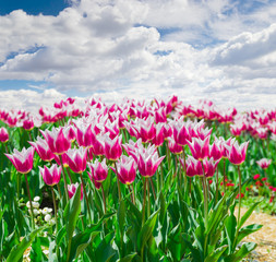 Red and white tulips against the sky with clouds