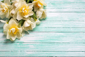 White daffodils flowers on turquoise  painted wooden planks.