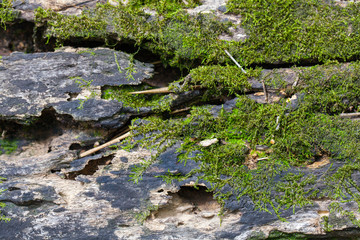 wood with moss, texture of old wood in nature with dampness moss and lichen, Thailand