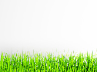 Fototapeta premium green grass on the white background