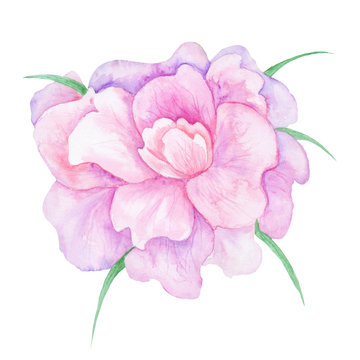 Watercolor Pink Peony Flower