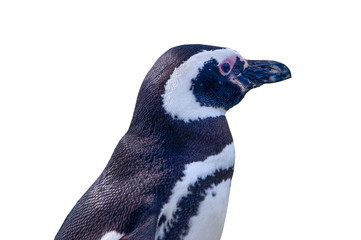 Profile of Magellanic Penguin isolated on white with clipping pa