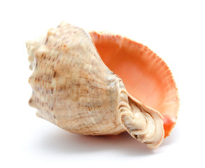 Sea cockleshell isolated