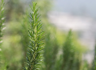 Fresh Rosemary Herb grow outdoor. Rosemary leaves Close-up.