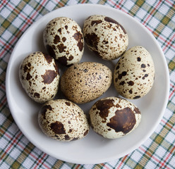 Quail eggs on a wite plate