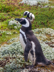Magellanic Penguin