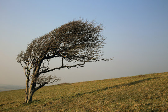 Fototapeta Wind-shaped tree in winter, Bembridge Down, Isle of Wight, England, UK.