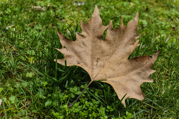 Fallen maple leaf