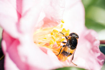 サザンカの花に寄ったオオハナアブ