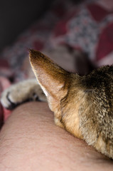 Cat sleeping on a man’s arm